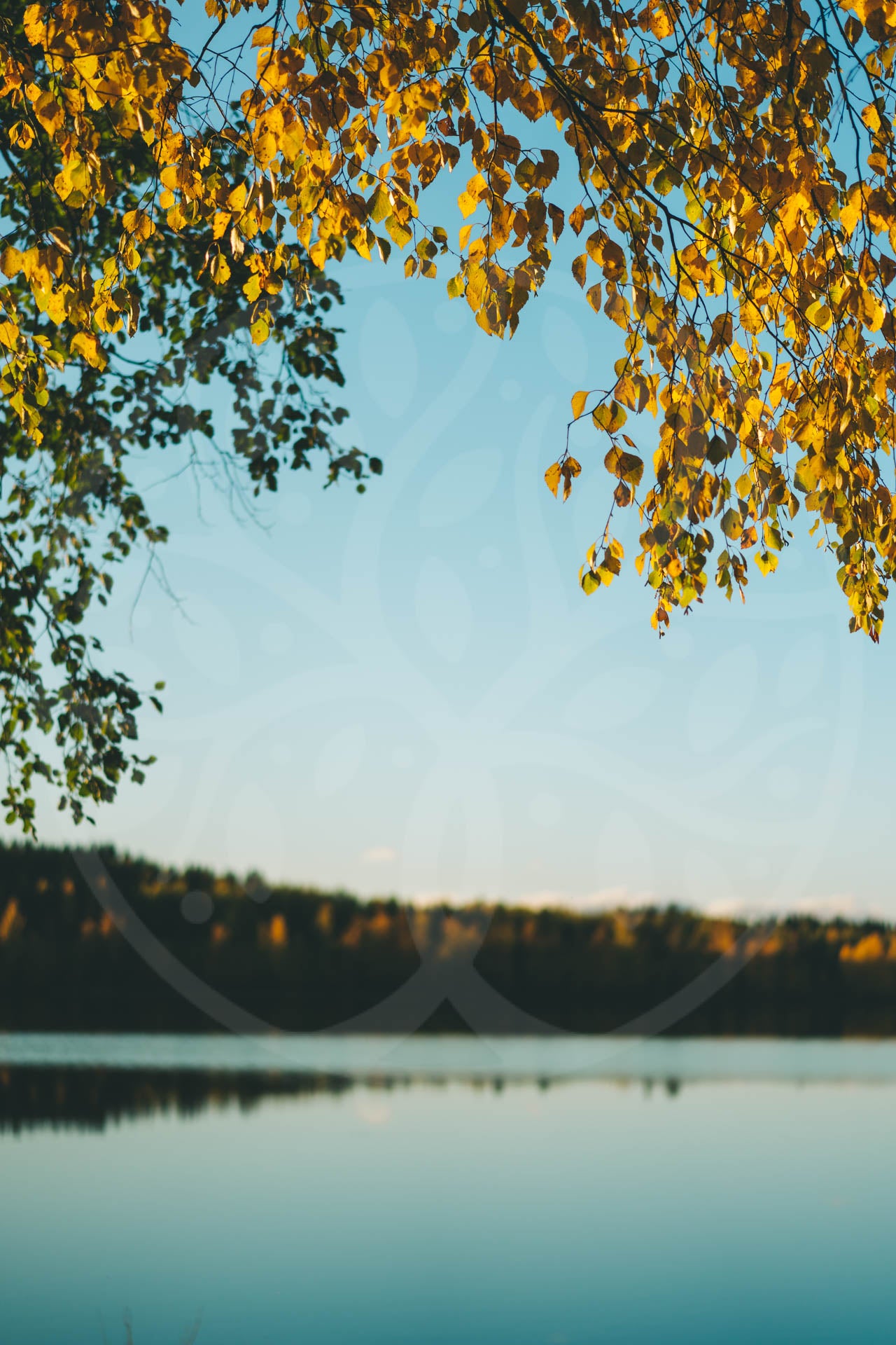 Golden birch leaves at the lake | Image