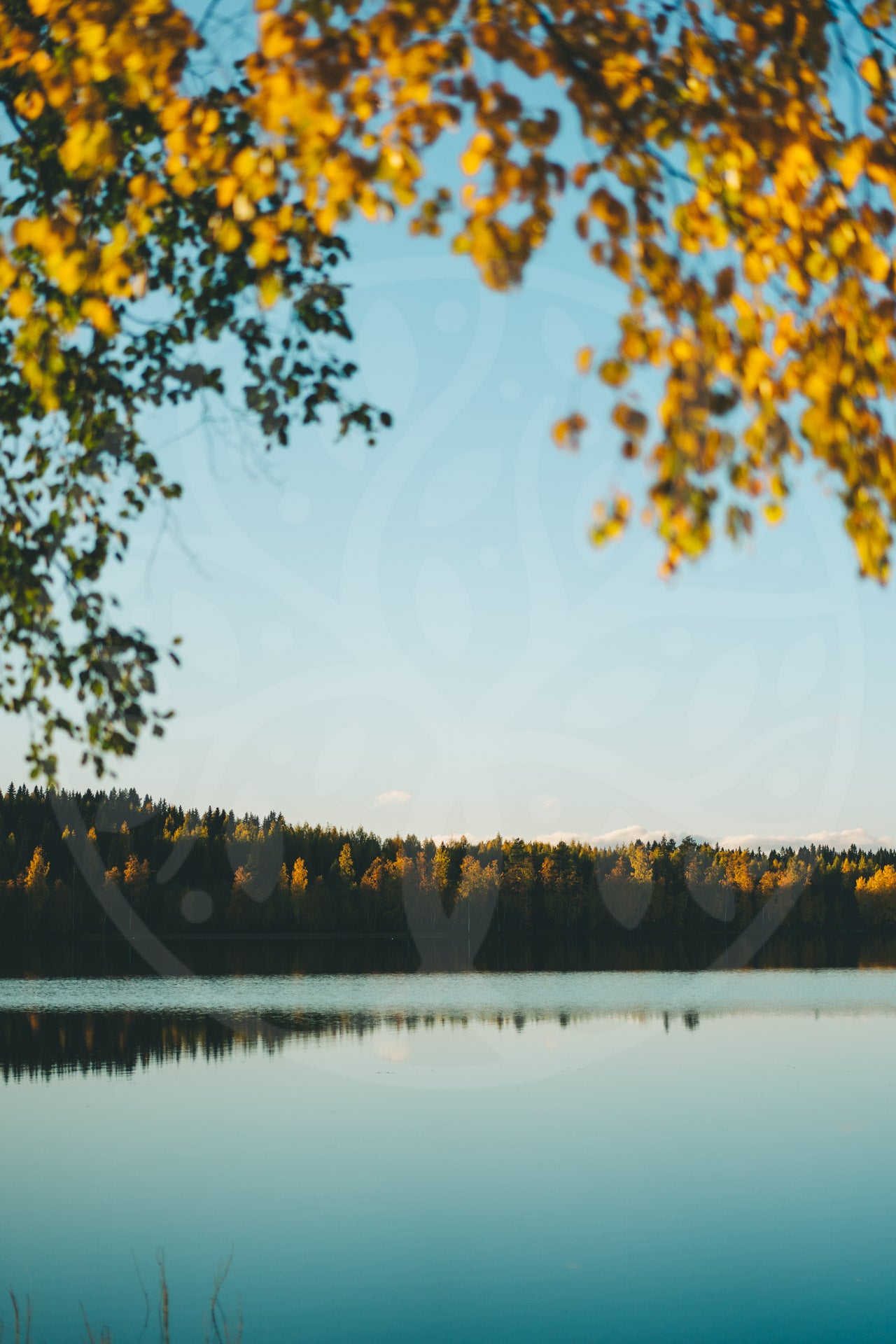 Golden birch leaves over the lake | Image