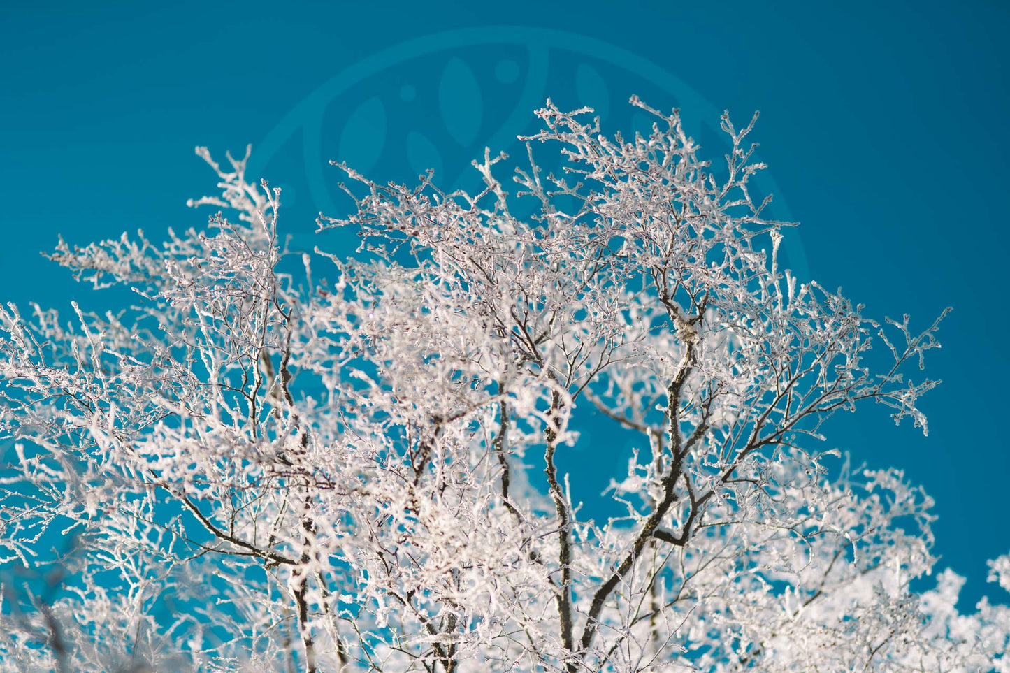 Frozen birch branch | Image