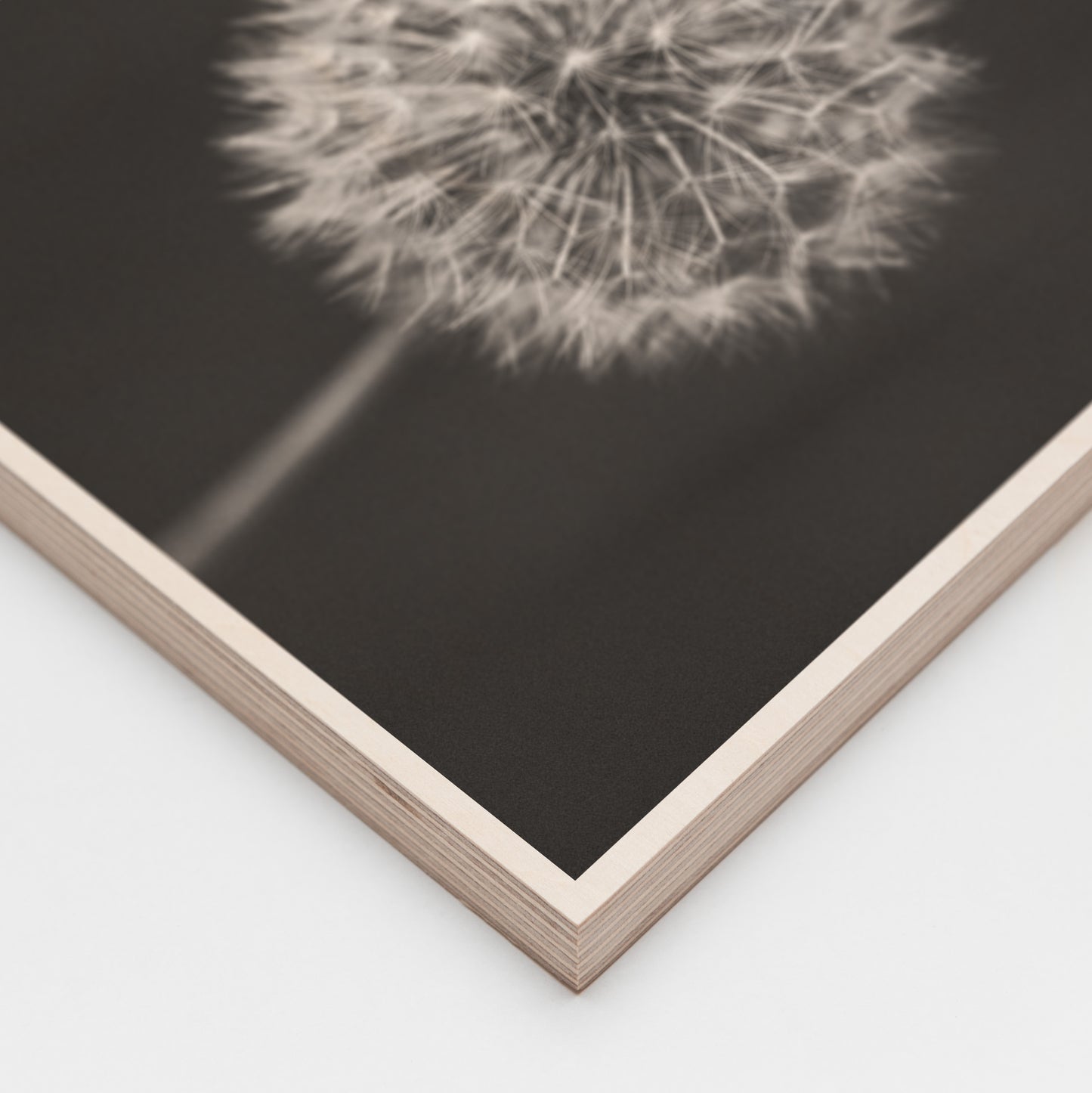 Magic Of The Dandelion | Signature Edition