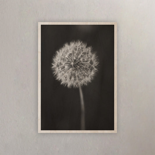 Magic Of The Dandelion | Signature Edition