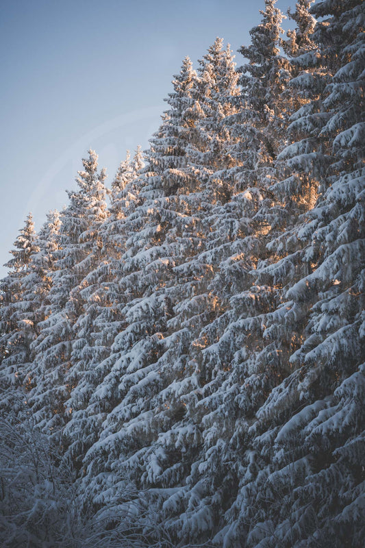 Winter trees in morning light | Image