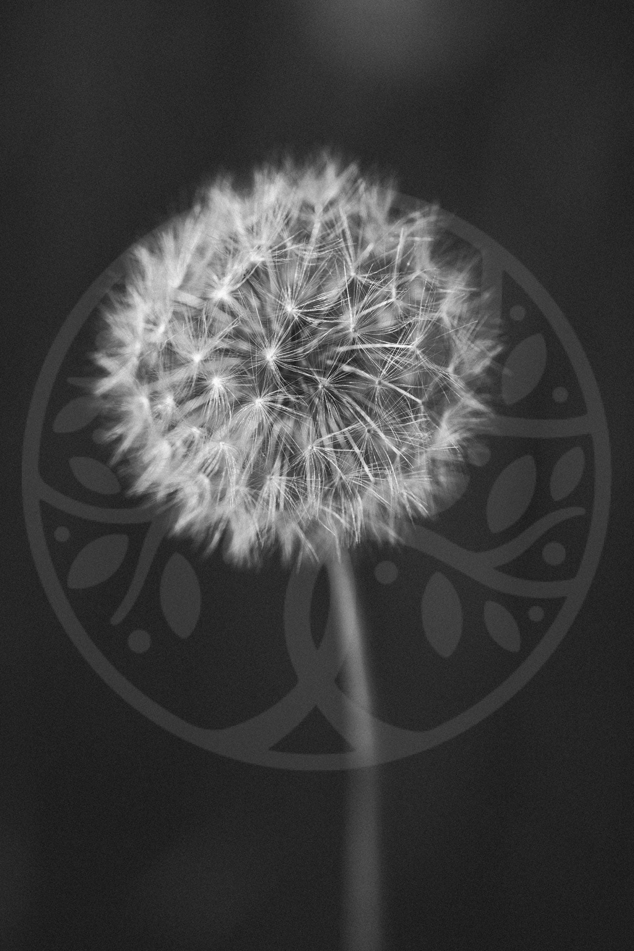 Magic of the Dandelion | Image