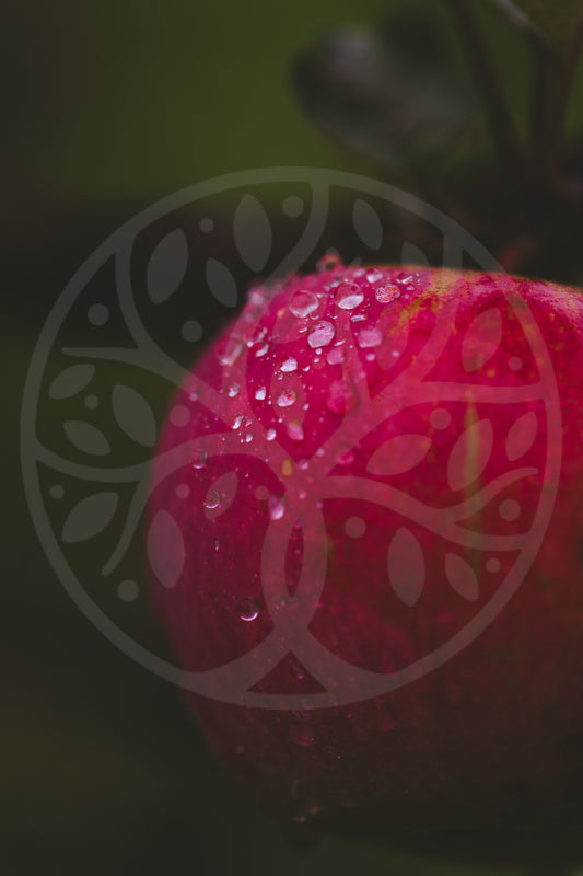 Rain drops on an apple | Image