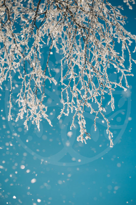 Snowy birch branch winter magic | Image