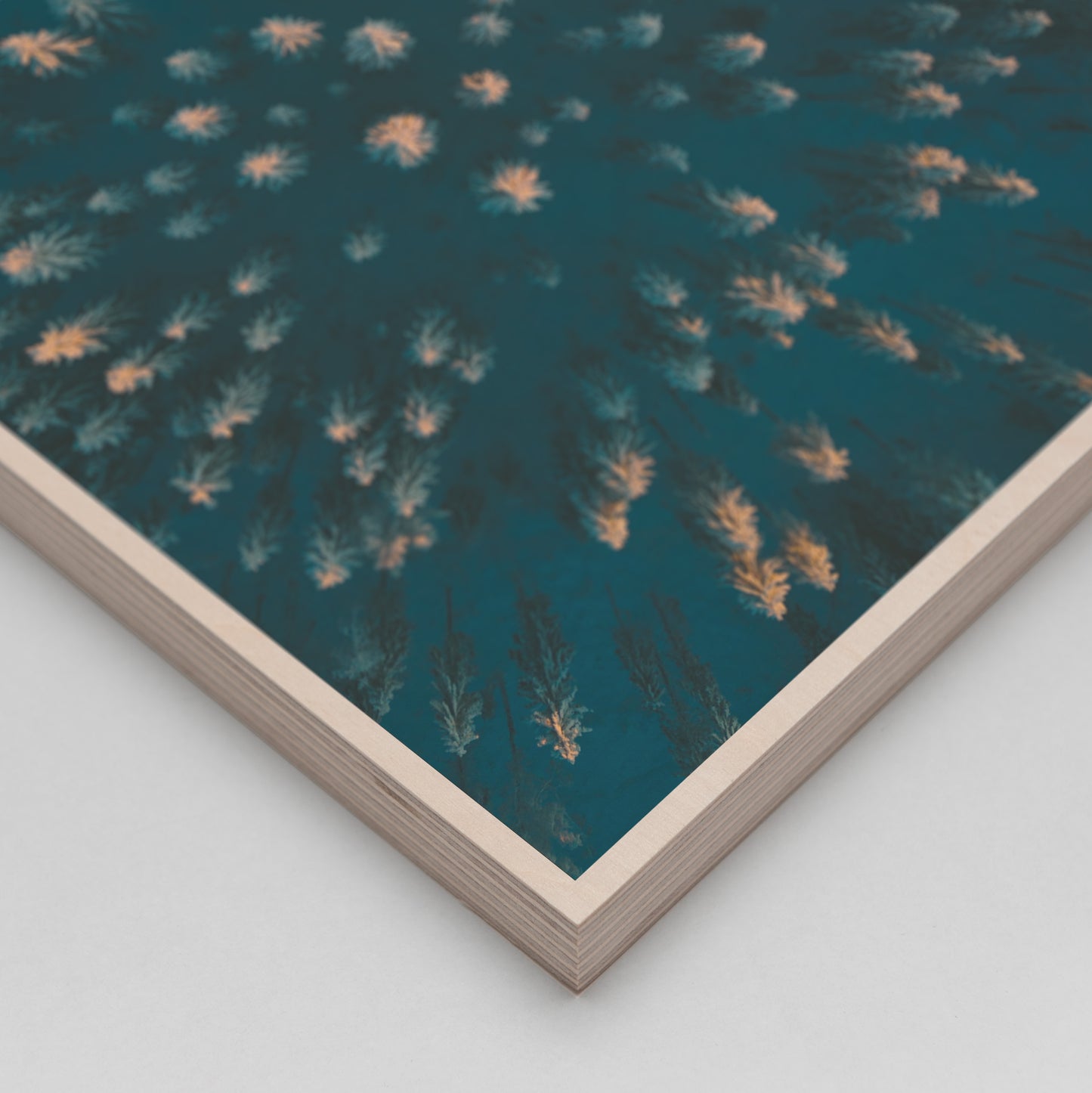 Winter Trees From Above | Signature Edition