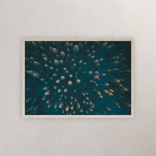 Winter Trees From Above | Signature Edition