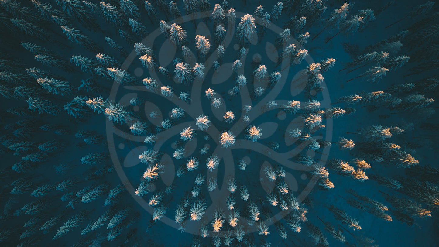 Winter trees from above | Image