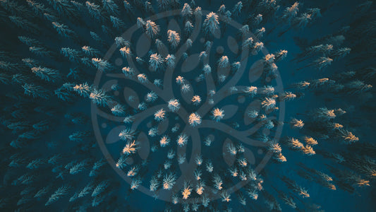 Winter trees from above | Image