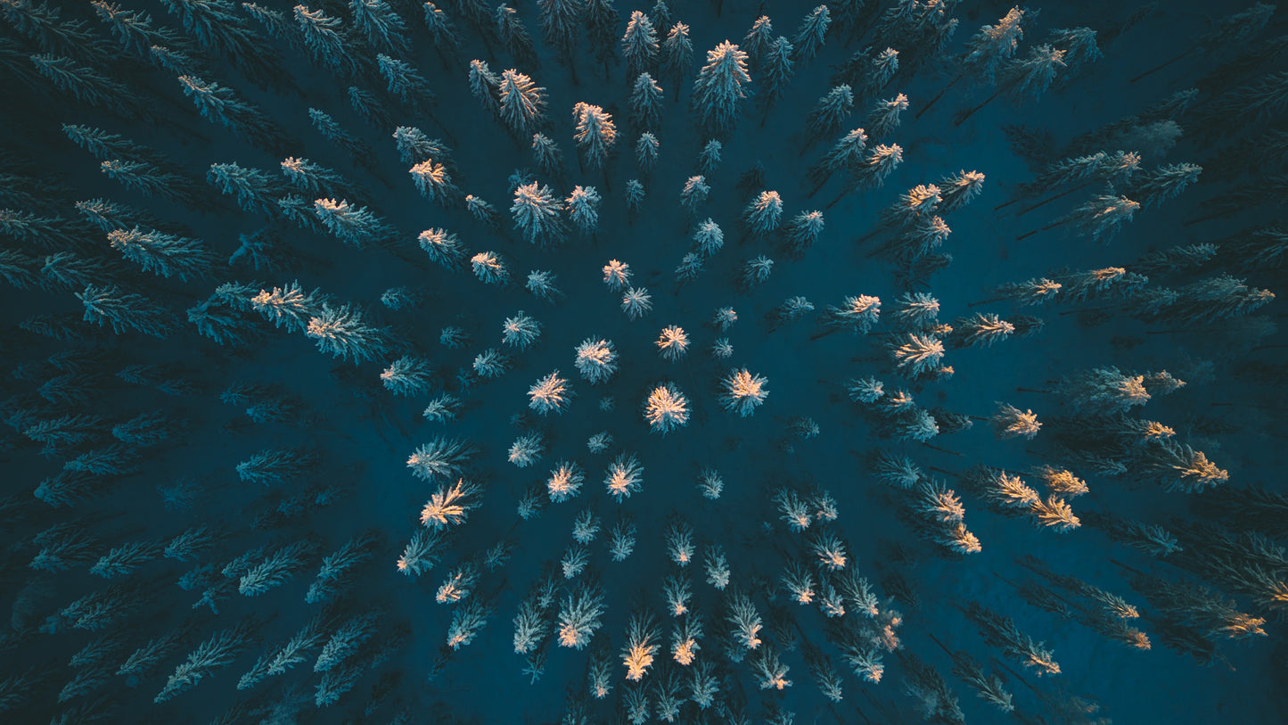 Winter Trees From Above | Signature Edition